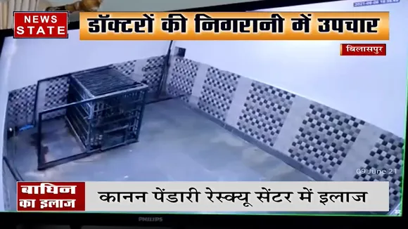 Chhatisgarh: बिलासपुर में Tiger reserve से Rescue की गई बाघिन का उपचार जारी