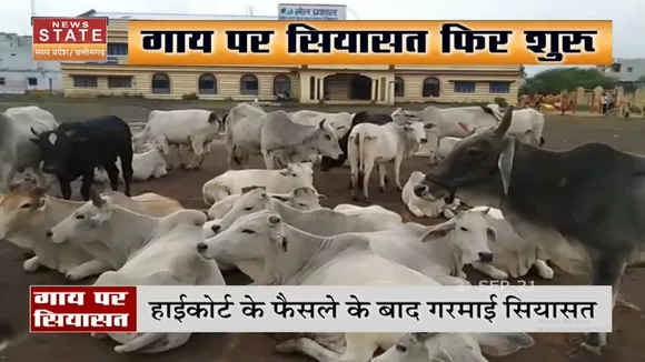 गाय को राष्ट्रीय पशु घोषित करने पर Madhya Pradesh में सियासत शुरू