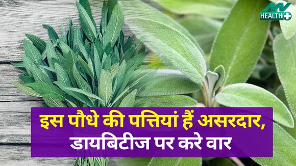इस पौधे की पत्तियां है कमाल, डायबिटीज का खत्म करें जंजाल  | sage leaves benefits|