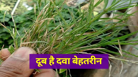 दूब की घास है गुणों का खजाना, जानिए इसके लाभ 