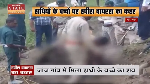 Madhya Pradesh में Herpes Virus से हो रही हाथी के बच्चों की मौत