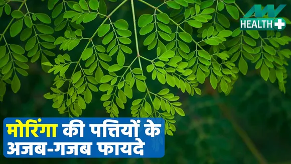 मोरिंगा पत्तियों के गजब के फायदे, ये बीमारियां कंट्रोल में ले आते