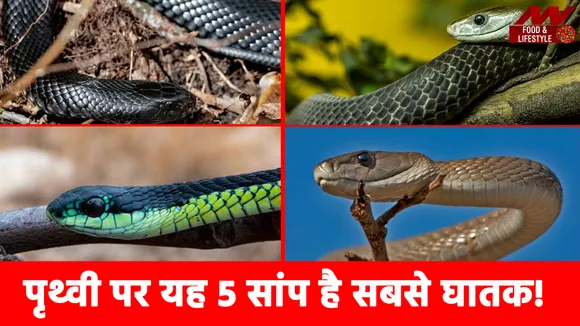 Deadliest Snake: यह 5 सांप पृथ्वी पर है सबसे घातक!