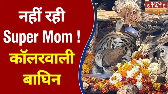 नहीं रही Super Mom ! कॉलरवाली बाघिन