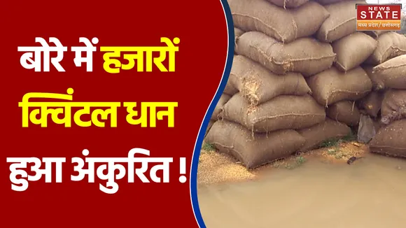 बोरे में हजारों क्विंटल धान हुआ अंकुरित !