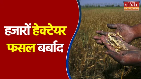 धमतरी में हजारों हेक्टेयर फसल पूरी तरह बर्बाद