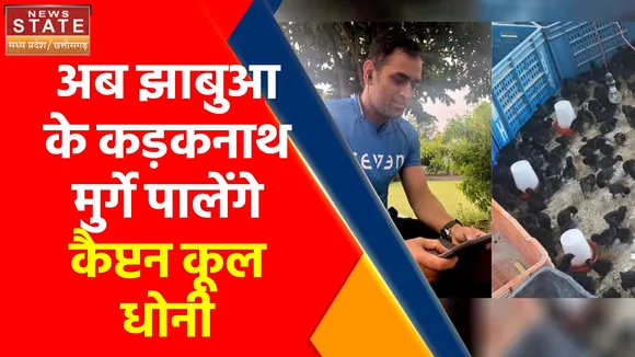 Madhya Pradesh News : अब झाबुआ के कड़कनाथ मुर्गे पालेंगे कैप्टन कूल धोनी, जानिए क्यों खास है ये मुर्गा