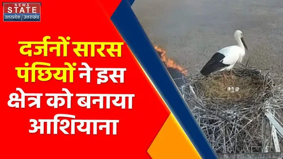 Gorakhpur News: सारस पक्षियों के लिए अनुकूल हुआ गोरखपुर की आबोहवा