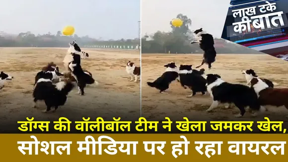 Viral Videos : डॉग्स की वॉलीबॉल टीम ने खेला जमकर खेल, सोशल मीडिया पर हो रहा वायरल