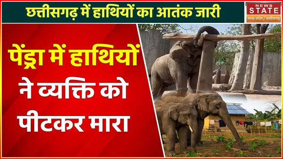 Elephant Terror in Pendra: पेंड्रा में हाथियों का आतंक, काम से घर लौट रहे व्यक्ति को पीटकर मारा