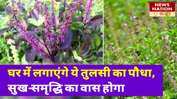 घर के हिसाब से इस दिन लगाएं ये तुलसी के पौधे, माने जाते हैं शुभ