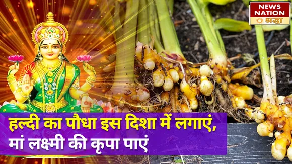 घर की इस दिशा में लगाएं हल्दी का पौधा, बढ़ेगी समृद्धि और बरसेगा पैसा