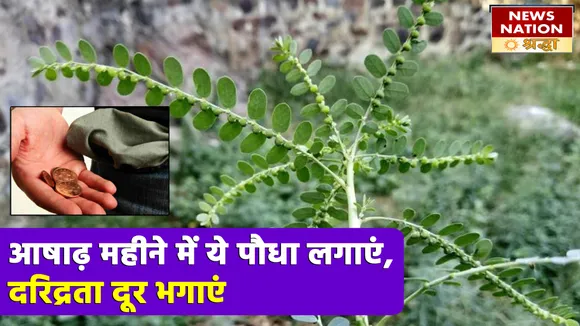 आषाढ़ के महीने में लगाएंगे ये पौधा, धन की नहीं होगी कमी और मां लक्ष्मी की बरसेगी कृपा