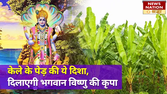 केले के पेड़ को लगाने से पहले जान लें ये जरूरी नियम, वरना हो जाएगा अपशकुन