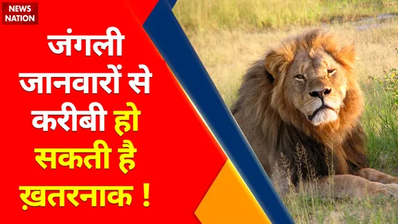 Viral Countdown : जंगली जानवारों से करीबी हो सकती है ख़तरनाक !