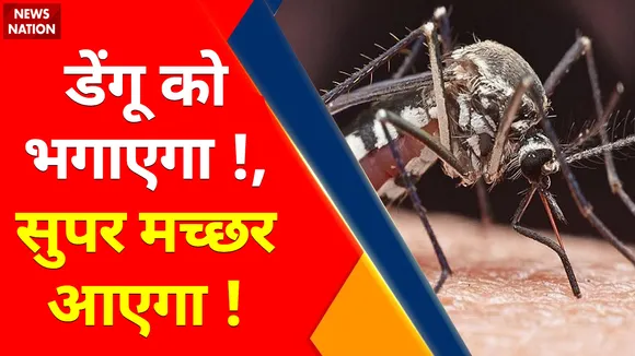 Dangerous Mosquito vs Strong Mosquito : सुपर मच्छर आएगा !, डेंगू को भगाएगा !, न डेंगू बचेगा... न चिकनगुनिया !