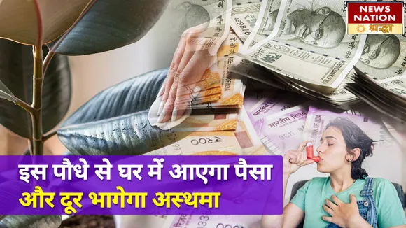 सुख समृद्धि और सेहत का खजाना है ये पौधा, अस्थमा से दिलाता है छुटकारा