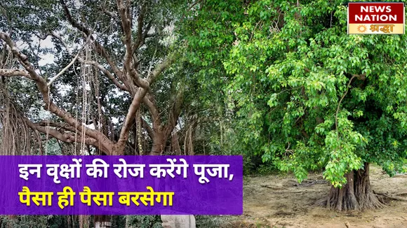 इन वृक्षों की रोजाना करेंगे पूजा, व्यापार में होगी तरक्की और धन बरसने लगेगा
