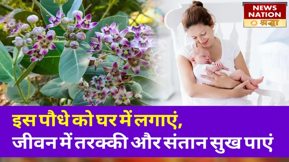 शिव जी के प्रिय आक के पौधे को घर में लगाएं, इन परेशानियों से मुक्ति पाएं