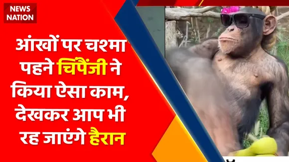 Viral Video : आंखों पर चश्मा पहने चिंपैंजी ने किया ऐसा काम, देखकर आप भी रह जाएंगे हैरान