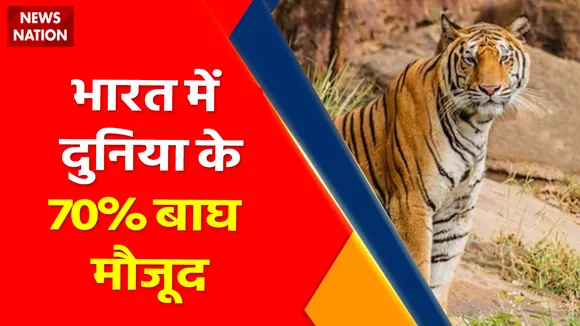 International Tiger Day News : भारत में दुनिया के 70% बाघ मौजूद