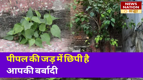 पीपल की जड़ कहीं कर न दे आपको तबाह, इस दिन हटाना होता है शुभ
