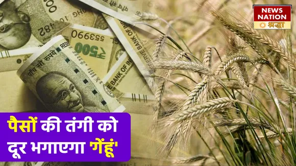जौ के इन उपायों से पलट जाएगा दुर्भाग्य, मां लक्ष्मी की कृपा से दूर होगी पैसों की किल्लत