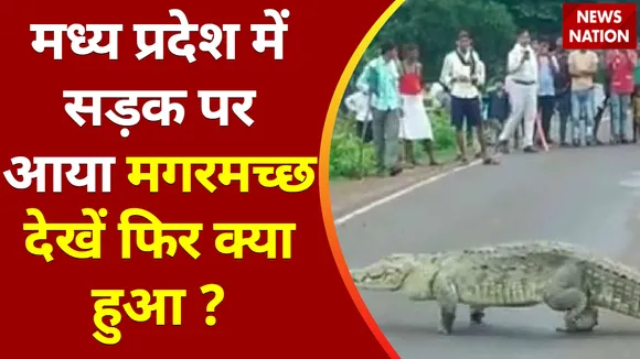 Breaking News : मध्य प्रदेश में सड़क पर आया मगरमच्छ देखें फिर क्या हुआ ?