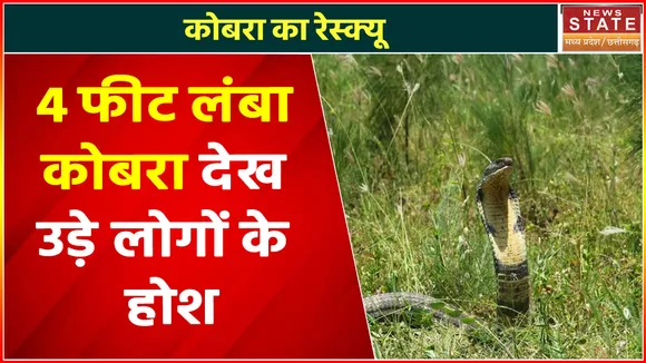Madhya Pradesh News : कोबरा का रेस्क्यू, 4 फीट लंबा कोबरा देख उड़े लोगों के होश