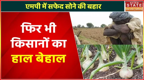 Madhya Pradesh News : एमपी में सफेद सोने की बहार,  फिर भी  किसानों का हाल बेहाल