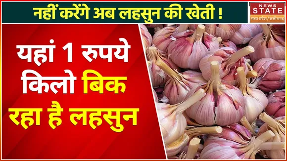 Bhopal Garlic Price : Garlic की बंपर पैदावार से MP में 1 रुपये प्रति किलो बिक रहा है Garlic