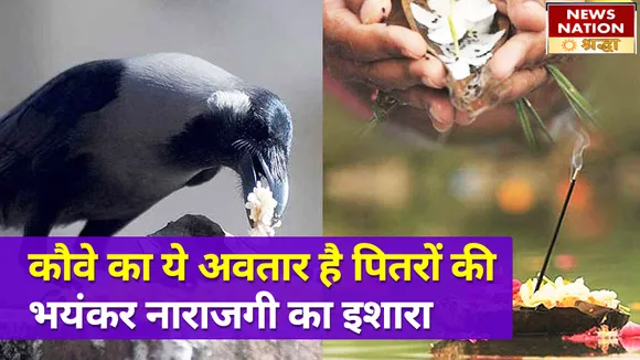 सपने में चोंच मारता हुआ कौआ हो सकता है पितरों की भयंकार नाराजगी का संकेत