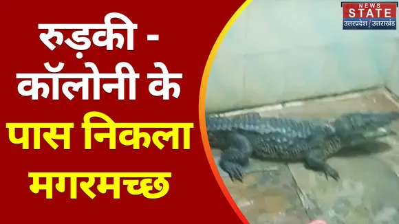 Breaking News : रुड़की - कॉलोनी के पास निकला मगरमच्छ, लोगों में मचा हड़कंप