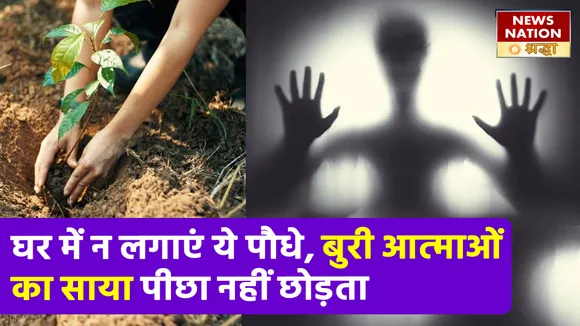 घर में न लगाएं ये पौधा, रिश्तों में आती है खटास और बुरी आत्माओं का पड़ने लगता है साया