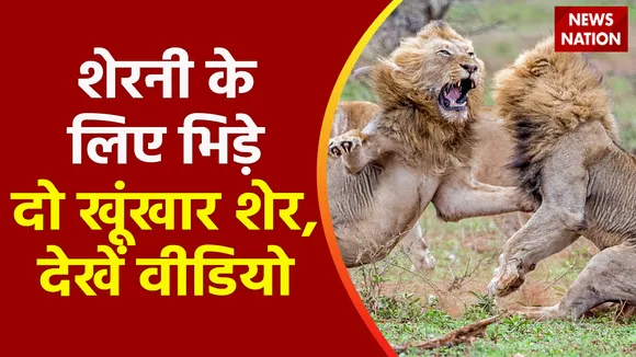 Top Ka Viral : शेरनी के लिए भिड़े दो खूंखार शेर !, 60 सेकंड में हो गया फैसला !