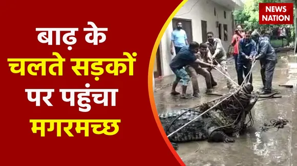Prayagraj News : प्रयागराज : बाढ़ के चलते सड़कों पर पहुंचा मगरमच्छ