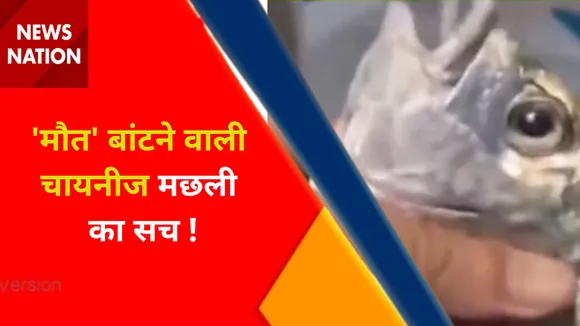 Lie Detector Test : 'मौत' बांटने वाली चायनीज मछली का सच !, देखें वीडियो