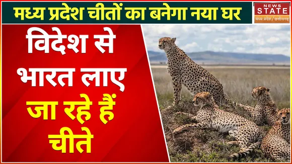 Cheetah in Madhya Pradesh : विदेश से भारत आ रहे हैं चीते, Madhya Pradesh होगा चीतों का नया घर