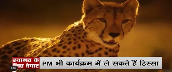 Madhya Pradesh News : नामीबिया से लाये जा रहे है 8 चीते, देखें वीडियो