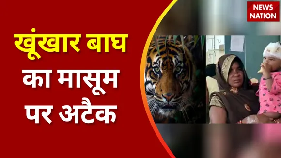 Bandhavgarh Tiger Attack: देखिए कैसे मां की हिम्मत के आगे हार गया बाघ ? Madhya Pradesh | News Nation