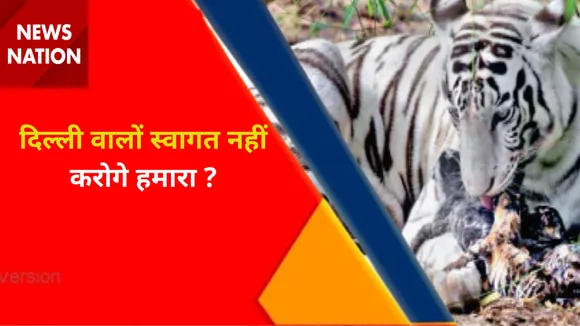 White Tiger in Delhi Zoo : दिल्ली के चिड़ियाघर में आए 3 नन्हे मेहमान
