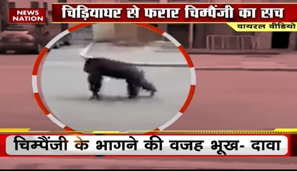 Chimpanzee News : सड़क पर क्यों मारा-मारा फिरा चिम्पैंजी ?