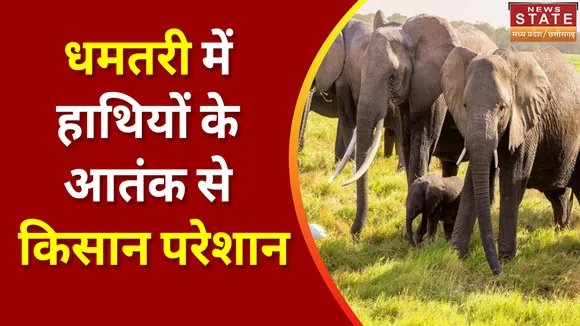Dhamtari Elephant Attack: Dhamtari में हाथियों ने कई एकड़ की फसल को किया बर्बाद, किसान हुए परेशान |