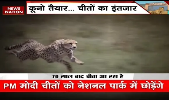 South African Cheetah : रफ्तार के 'बादशाह' का होगा ग्रैंड वेलकम, 70 साल बाद आ रहा है... देखें वीडियो