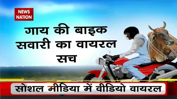 Lie Detector Test :क्या एक बाइक पर बैठी 50 गाय ? | 50 Cows in One Bike | Lie Detector Test | News Nation