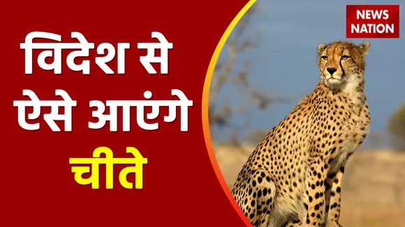 Kuno National Park: पूरी हो गई तैयारी...आ रहा है 'महाशिकारी'