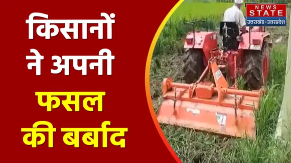 Rishikesh News: किसान फसल पर ट्रैक्टर चलाने को हुए मजबूर  | Uttarakhand
