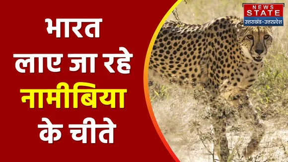 Kuno National Park: चीतों को लाने के लिए स्पेशल विमान नामीबिया पहुंचा