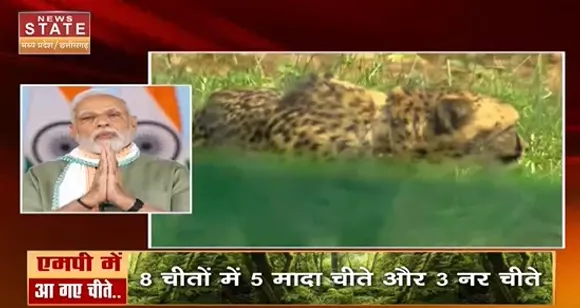 Cheetah in Madhya Pradesh : Namibia ने भारत को दिया Cheetah, PM Modi ने कहा शुक्रिया
