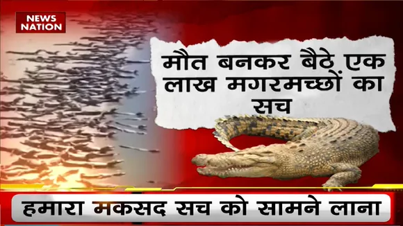 Lie Detector Test: मगरमच्छों ने किस शहर पर किया 'अटैक'? Crocodile Viral Video | Brazil | News Nation